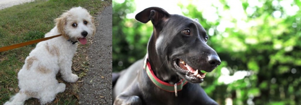 Shepard Labrador vs Cavachon - Breed Comparison
