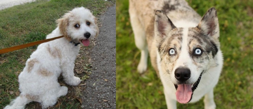 Shepherd Husky vs Cavachon - Breed Comparison