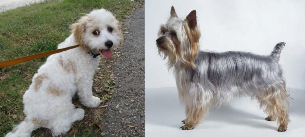 Silky Terrier vs Cavachon - Breed Comparison