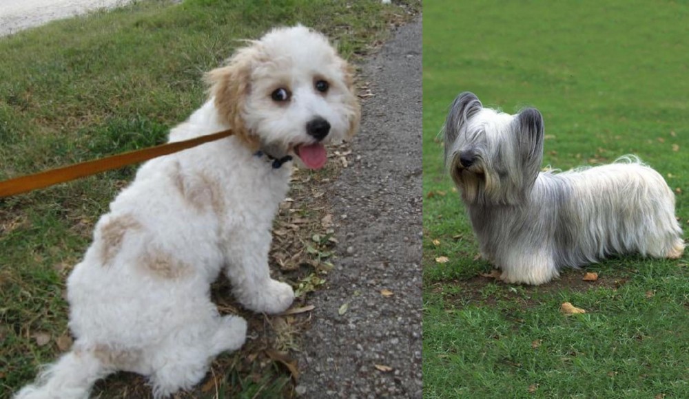 Skye Terrier vs Cavachon - Breed Comparison