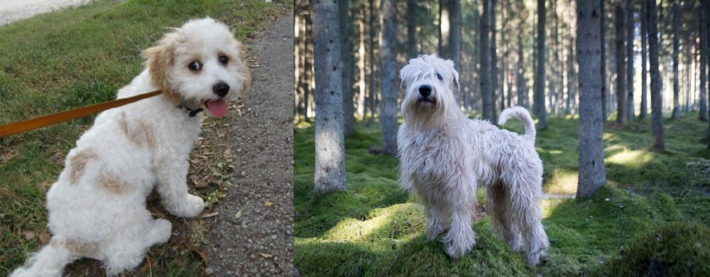 Soft-Coated Wheaten Terrier vs Cavachon - Breed Comparison