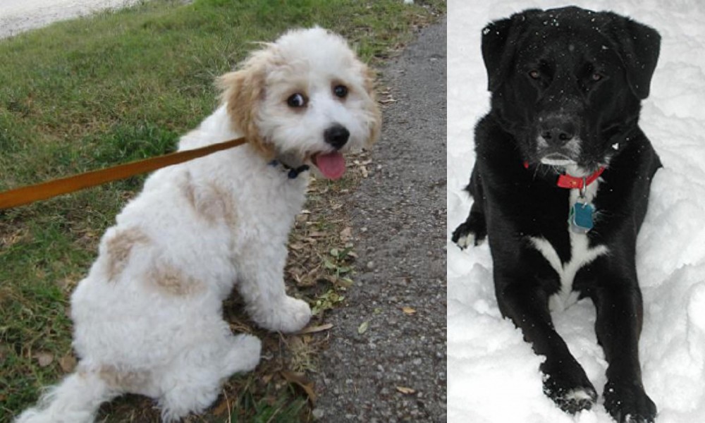 St. John's Water Dog vs Cavachon - Breed Comparison