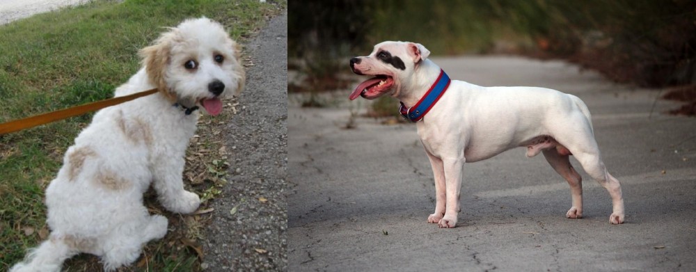 Staffordshire Bull Terrier vs Cavachon - Breed Comparison