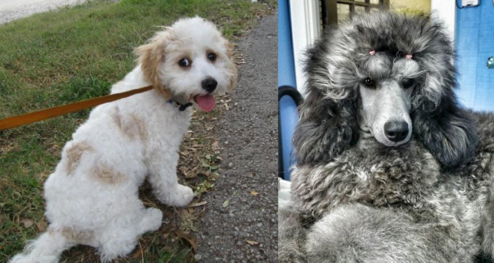 Standard Poodle vs Cavachon - Breed Comparison