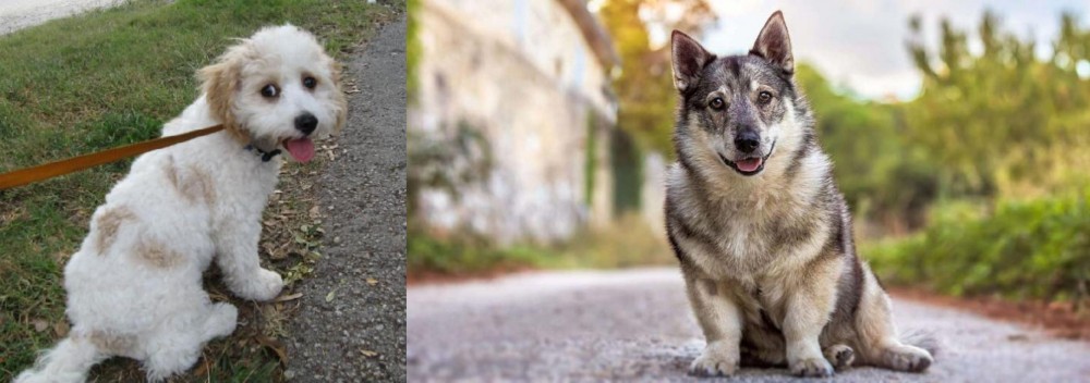 Swedish Vallhund vs Cavachon - Breed Comparison