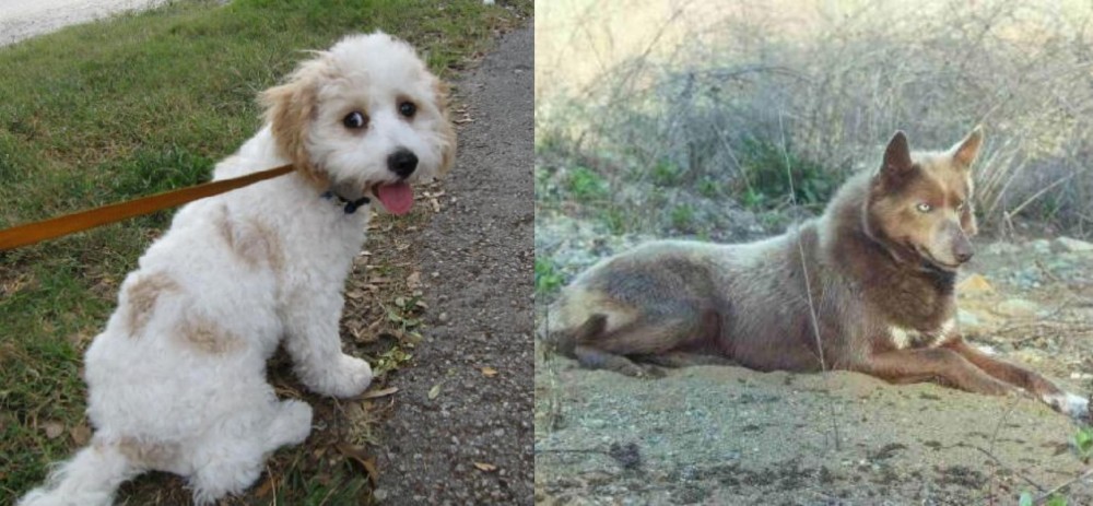 Tahltan Bear Dog vs Cavachon - Breed Comparison