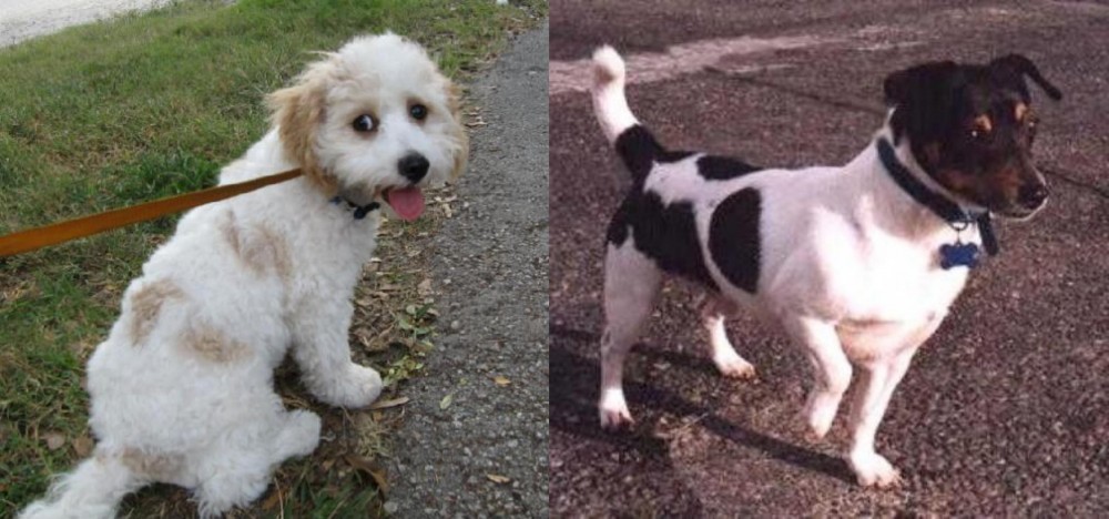 Teddy Roosevelt Terrier vs Cavachon - Breed Comparison