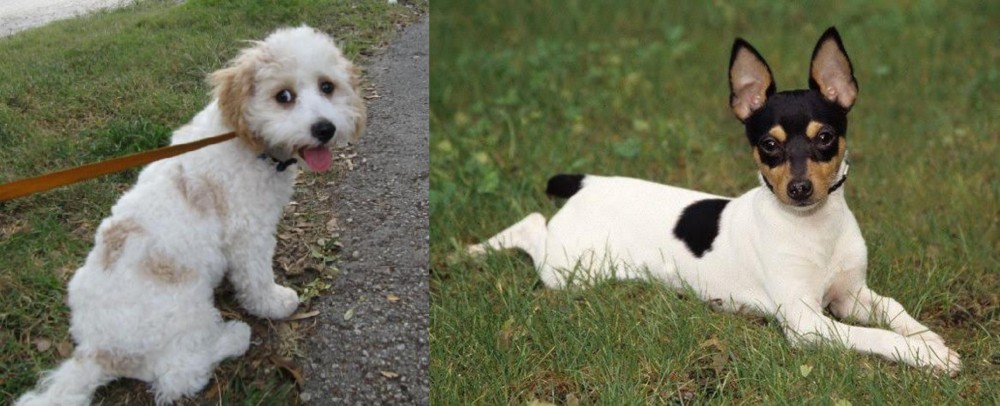 Toy Fox Terrier vs Cavachon - Breed Comparison
