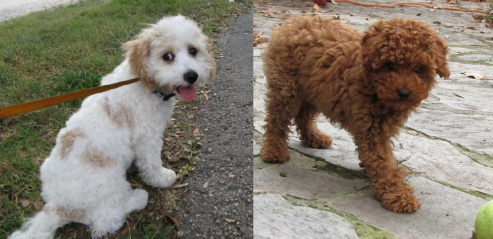 Toy Poodle vs Cavachon - Breed Comparison
