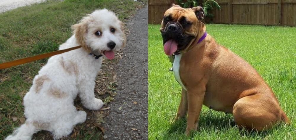 Valley Bulldog vs Cavachon - Breed Comparison