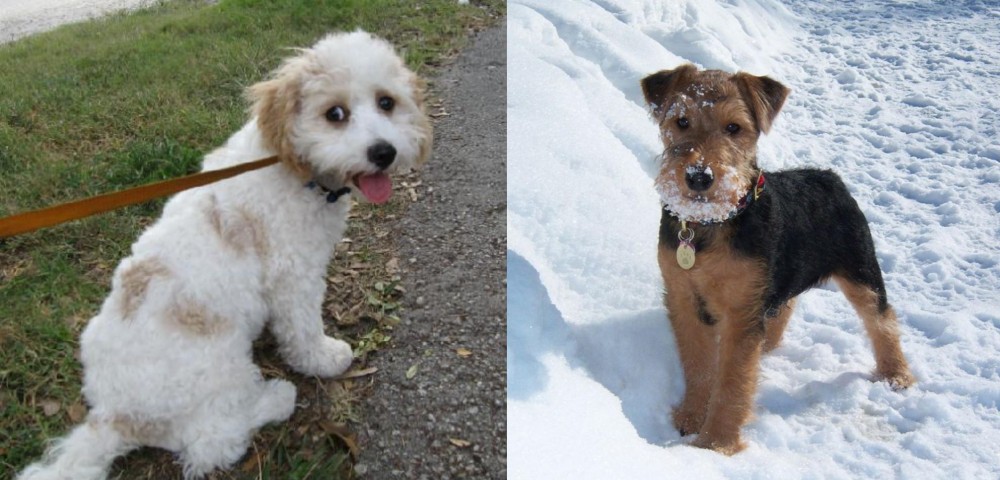 Welsh Terrier vs Cavachon - Breed Comparison