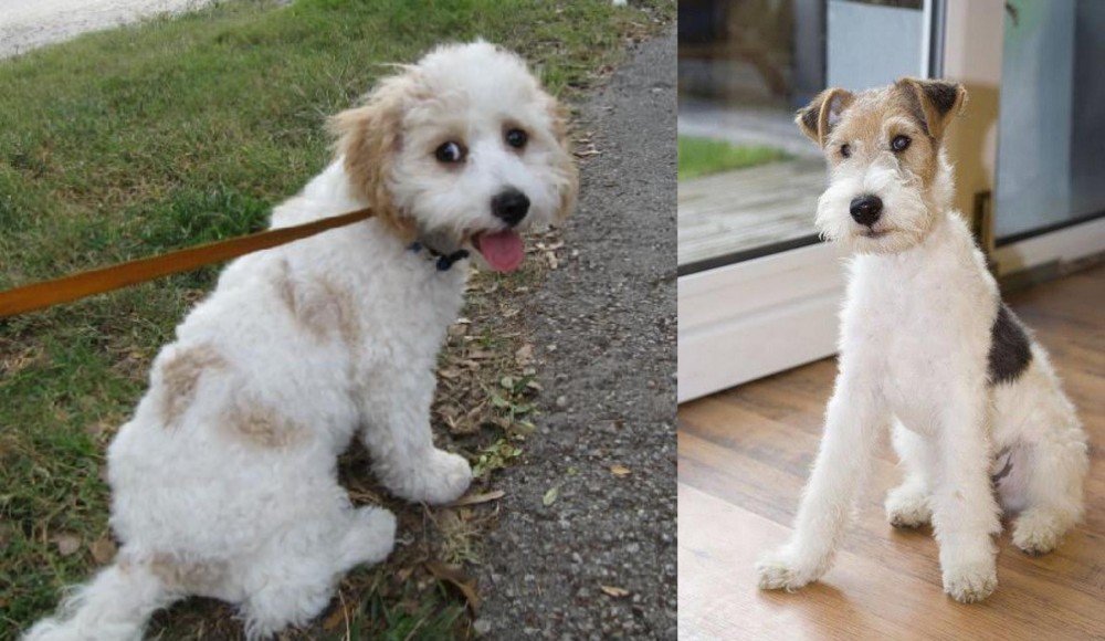 Wire Fox Terrier vs Cavachon - Breed Comparison