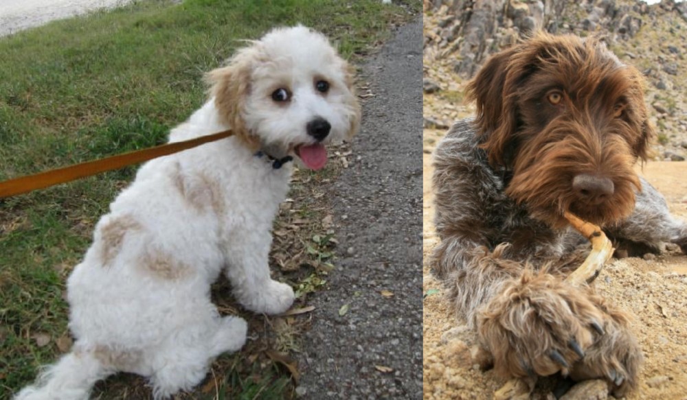Wirehaired Pointing Griffon vs Cavachon - Breed Comparison