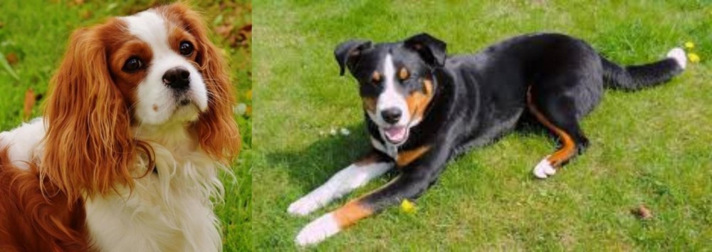 Appenzell Mountain Dog vs Cavalier King Charles Spaniel - Breed Comparison