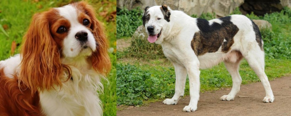 Central Asian Shepherd vs Cavalier King Charles Spaniel - Breed Comparison