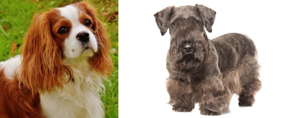 Cesky Terrier vs Cavalier King Charles Spaniel - Breed Comparison