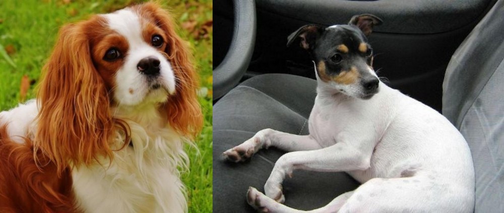 Chilean Fox Terrier vs Cavalier King Charles Spaniel - Breed Comparison