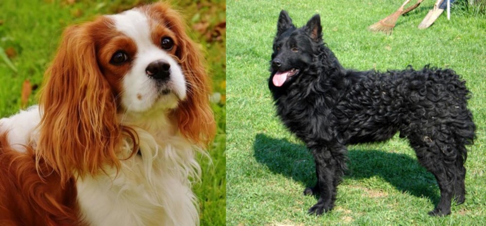 Croatian Sheepdog vs Cavalier King Charles Spaniel - Breed Comparison
