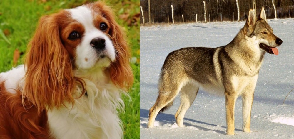 Czechoslovakian Wolfdog vs Cavalier King Charles Spaniel - Breed Comparison