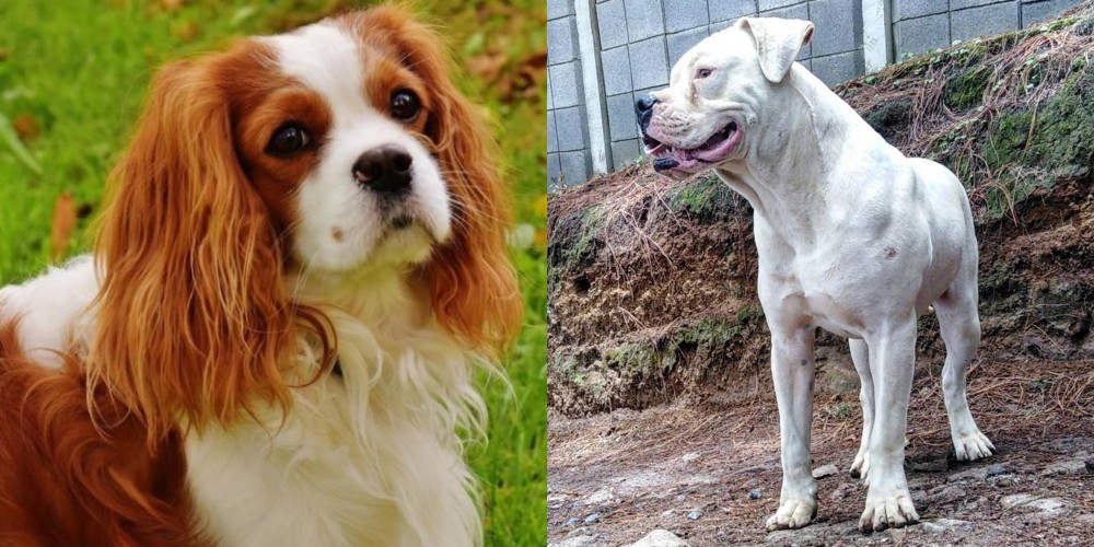Dogo Guatemalteco vs Cavalier King Charles Spaniel - Breed Comparison