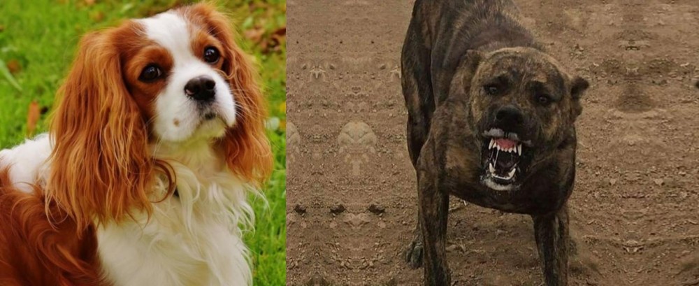 Dogo Sardesco vs Cavalier King Charles Spaniel - Breed Comparison