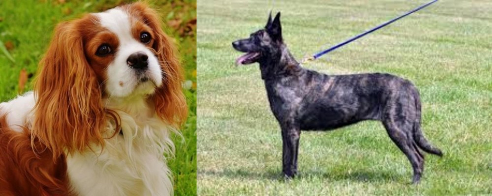 Dutch Shepherd vs Cavalier King Charles Spaniel - Breed Comparison