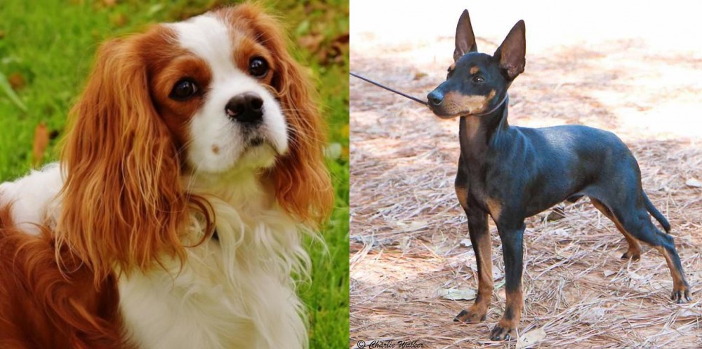 English Toy Terrier (Black & Tan) vs Cavalier King Charles Spaniel - Breed Comparison