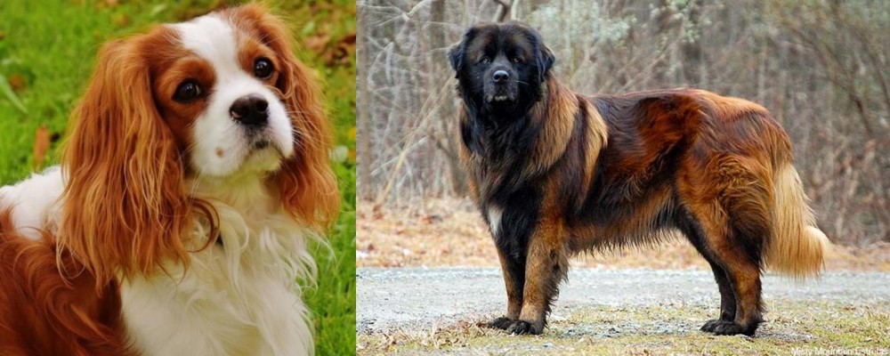 Estrela Mountain Dog vs Cavalier King Charles Spaniel - Breed Comparison