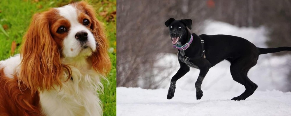 Eurohound vs Cavalier King Charles Spaniel - Breed Comparison