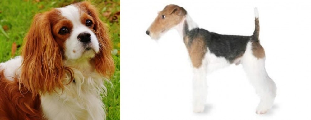 Fox Terrier vs Cavalier King Charles Spaniel - Breed Comparison