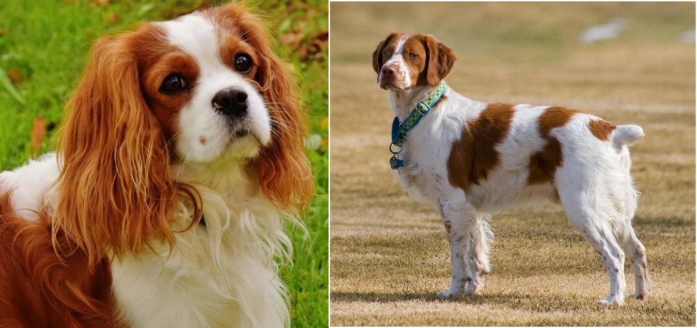 French Brittany vs Cavalier King Charles Spaniel - Breed Comparison