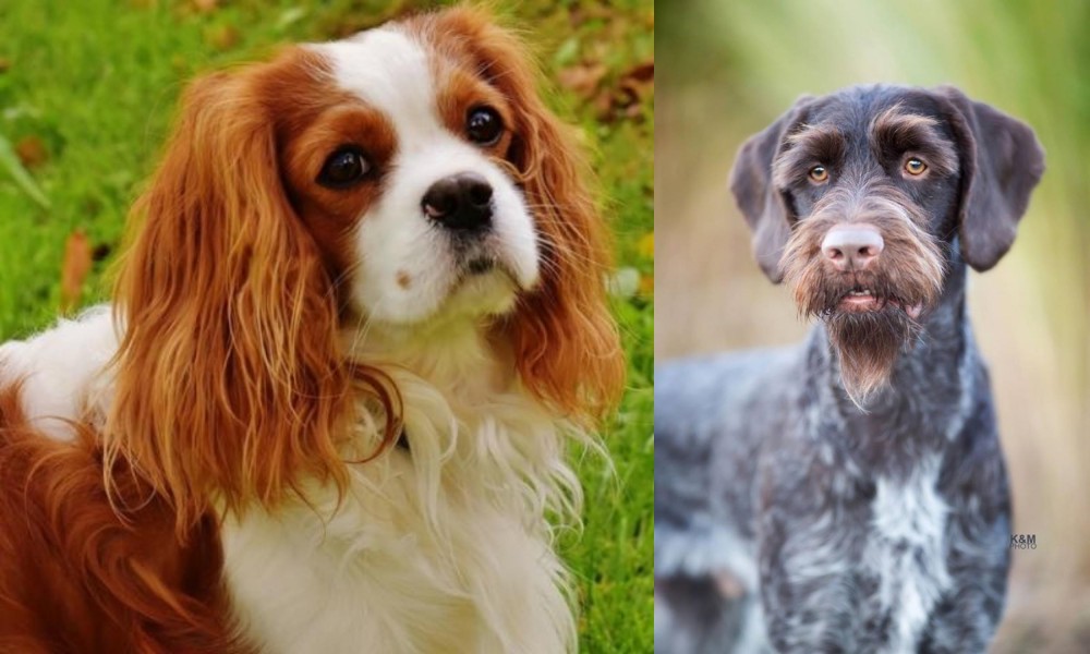 German Wirehaired Pointer vs Cavalier King Charles Spaniel - Breed Comparison