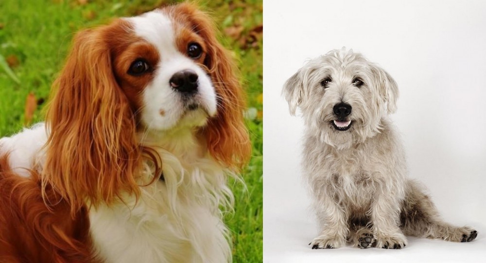Glen of Imaal Terrier vs Cavalier King Charles Spaniel - Breed Comparison