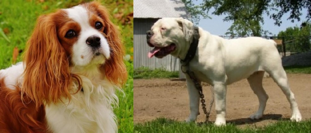 Hermes Bulldogge vs Cavalier King Charles Spaniel - Breed Comparison