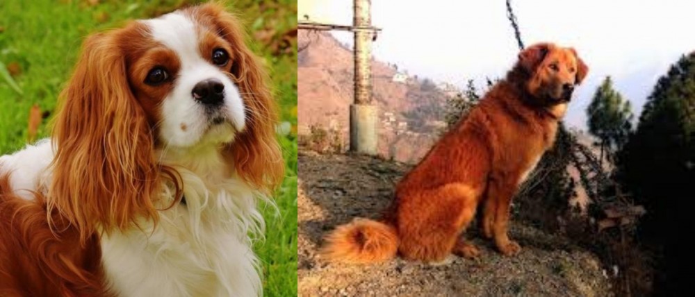 Himalayan Sheepdog vs Cavalier King Charles Spaniel - Breed Comparison