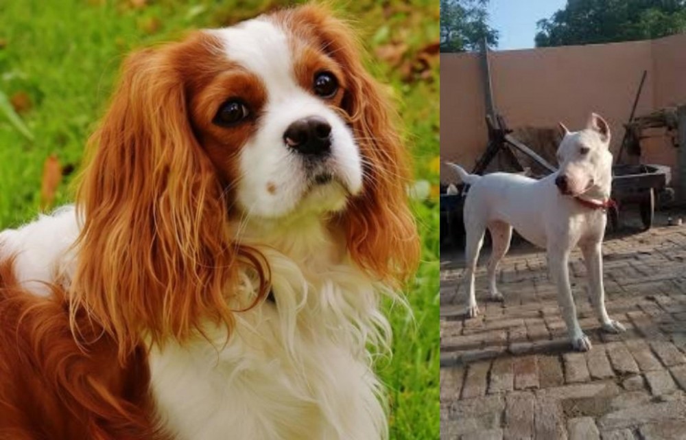 Indian Bull Terrier vs Cavalier King Charles Spaniel - Breed Comparison