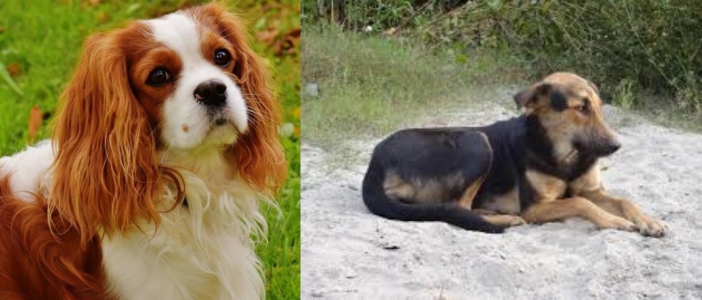 Indian Pariah Dog vs Cavalier King Charles Spaniel - Breed Comparison
