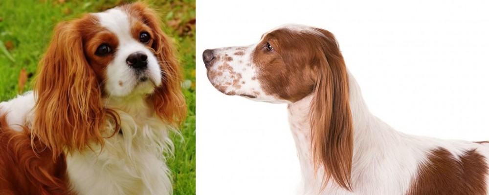 Irish Red and White Setter vs Cavalier King Charles Spaniel - Breed Comparison