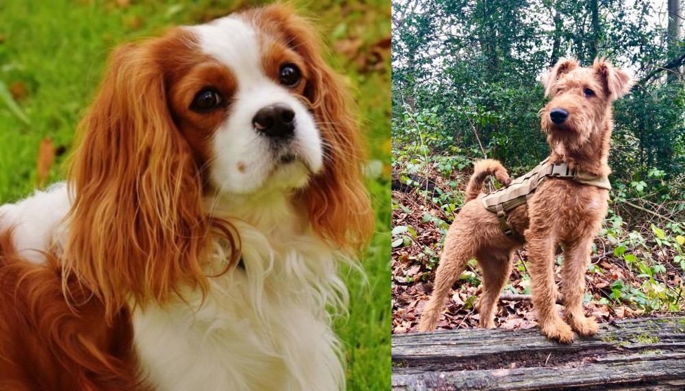 Irish Terrier vs Cavalier King Charles Spaniel - Breed Comparison