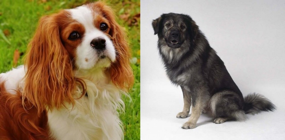 Istrian Sheepdog vs Cavalier King Charles Spaniel - Breed Comparison
