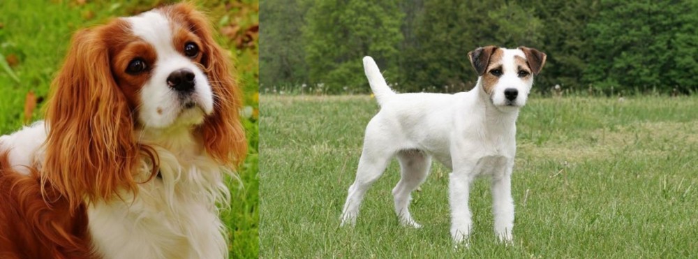 Jack Russell Terrier vs Cavalier King Charles Spaniel - Breed Comparison