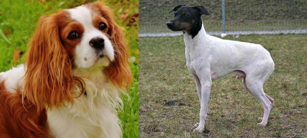 Japanese Terrier vs Cavalier King Charles Spaniel - Breed Comparison