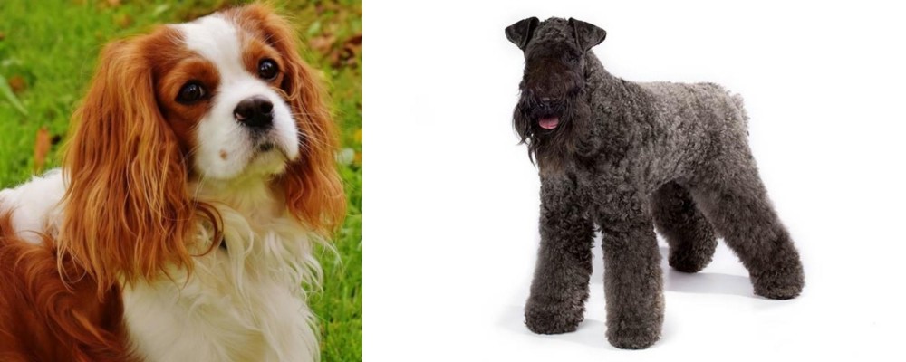 Kerry Blue Terrier vs Cavalier King Charles Spaniel - Breed Comparison