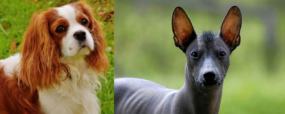 Mexican Hairless vs Cavalier King Charles Spaniel - Breed Comparison