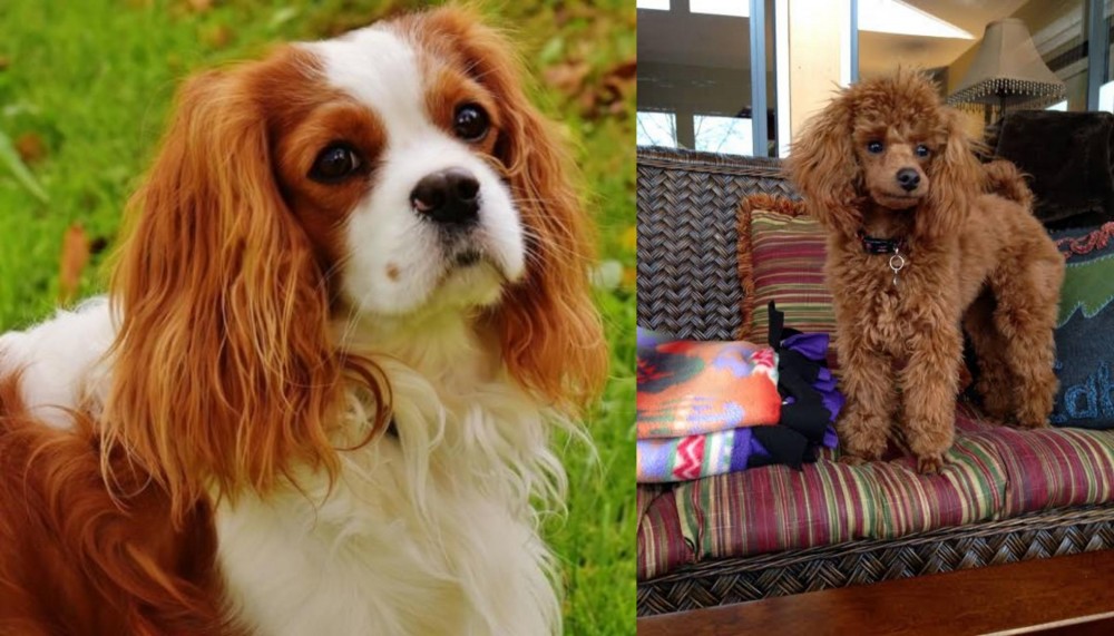 Miniature Poodle vs Cavalier King Charles Spaniel - Breed Comparison