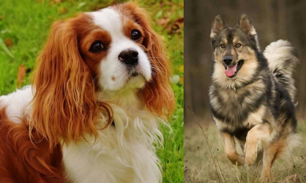 Native American Indian Dog vs Cavalier King Charles Spaniel - Breed Comparison