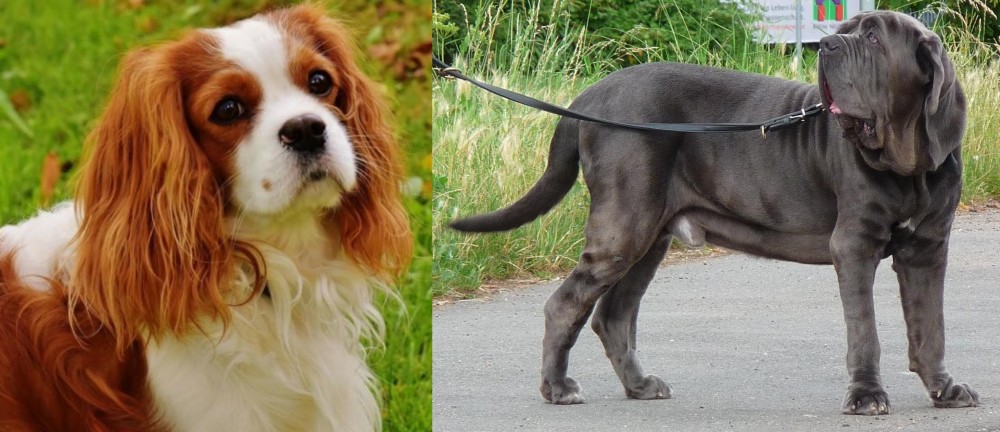 Neapolitan Mastiff vs Cavalier King Charles Spaniel - Breed Comparison