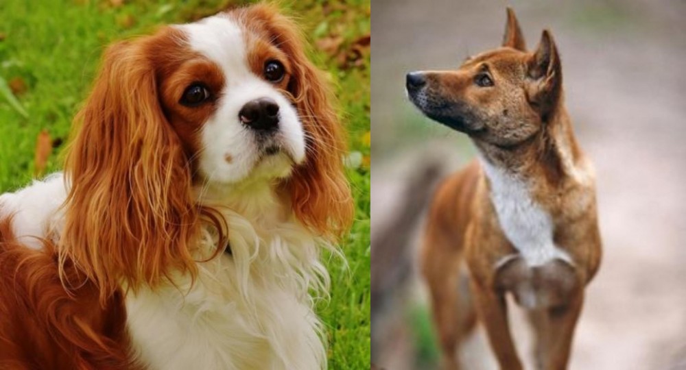 New Guinea Singing Dog vs Cavalier King Charles Spaniel - Breed Comparison