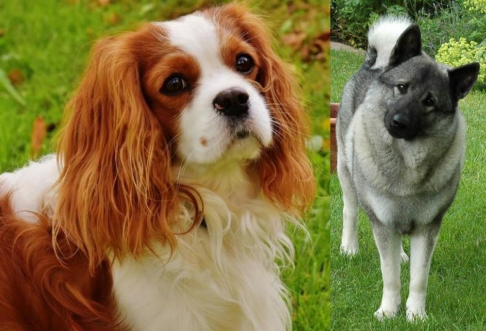 Norwegian Elkhound vs Cavalier King Charles Spaniel - Breed Comparison