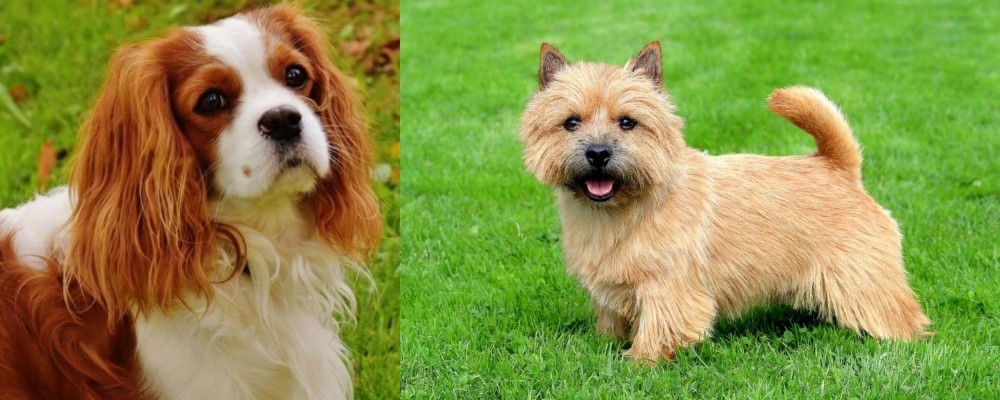 Norwich Terrier vs Cavalier King Charles Spaniel - Breed Comparison